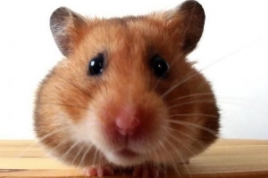 Hoe om 'n hamster te voed