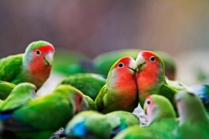 Hoe om 'n Lovebird te voed