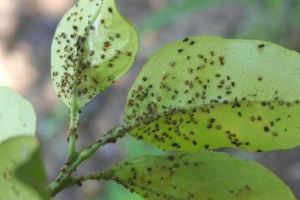 Hoe om natuurlik van plantluise ontslae te raak