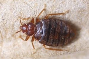 Hoe om ontslae te raak van bedbugs in 'n matras