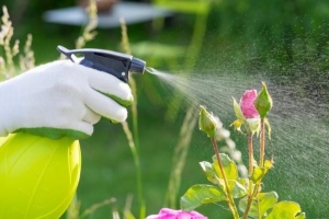 Hoe om natuurlik ontslae te raak van plae op plante