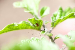 Hoe om ontslae te raak van spinmyte op plante