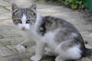 Hoe om katte weg te hou van jou tuin