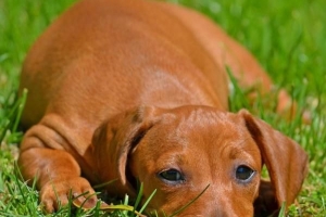 Hoe om te weet of jou hond allergieë het