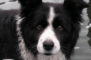 Hoe om na 'n Border Collie om te sien