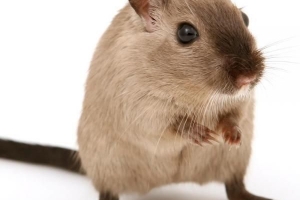 Hoe om na 'n hamster om te sien