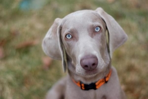 Hoe om na 'n Weimaraner om te sien