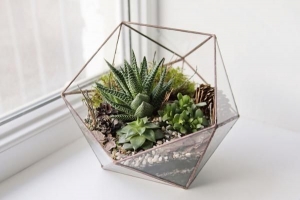 Hoe om 'n DIY-sukkulente terrarium te maak - Alternatiewe vir die glasbak