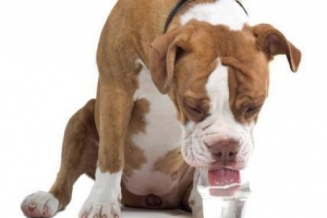 Hoe om 'n hond water te laat drink as hy siek is