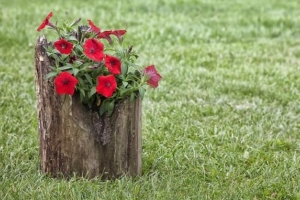 Hoe om 'n blompot van 'n stomp te maak