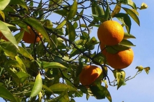 Hoe om 'n lemoenboom uit saad te plant