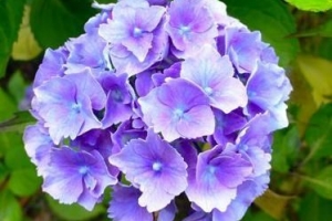 Hoe om hortensia steggies te plant