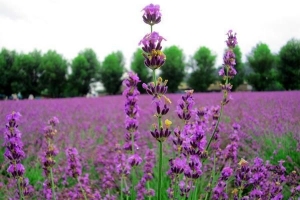 Hoe om laventel te plant