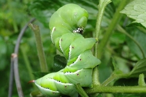 Hoe om te verhoed dat horingwurms tamatieplante aanval