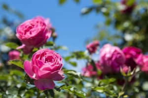 Hoe om rose uit steggies voort te plant