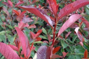 Hoe om 'n Photinia Red Robin te snoei