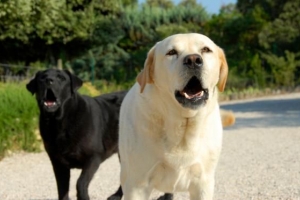 Hoe om 'n hond te keer wat by die posman blaf