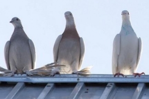 Hoe om te keer dat duiwe na jou dak kom