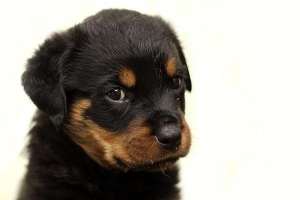 Hoe om vir 'n Rottweiler te sorg