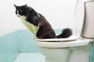 Hoe om 'n kat op te lei met toilet