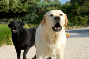 Hoe om 'n hond op te lei om nie te byt nie