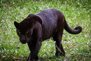 Betekenis van die Black Panther Spirit Animal