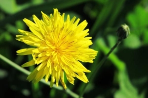 Die simboliese betekenis van geel blomme