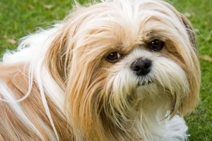 Wat is die kenmerke van 'n Shih Tzu-hond