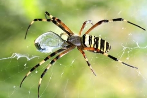 Wat beteken dit om oor spinnekoppe te droom?