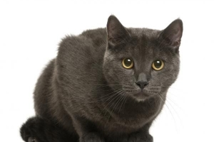 Wat is 'n Chartreux-kat - Alles wat jy moet weet