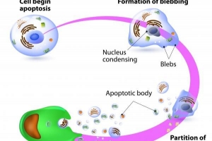 Wat is selapoptose?