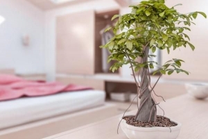 Watter plante verbeter die feng shui van my huis?