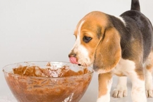 Waarom honde nie sjokolade kan eet nie