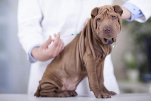 Hoekom is dit belangrik om honde in te ent